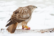 Mäusebussard