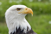 Weißkopfseeadler