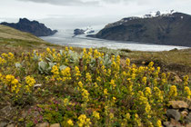 Blick auf den Skaftafelljökull