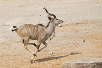 Kudu