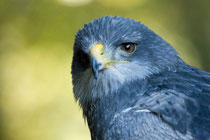 Kordillerenadler