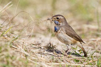 Blaukehlchen, Weibchen