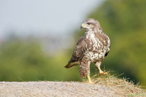 Mäusebussard_Jungvogel
