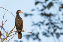 Kormoran