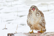 Mäusebussard