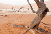 Dead Vlei