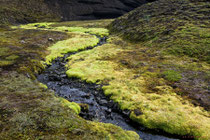 Bach mit Quellmoos(Landmannalaugar)