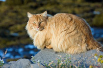 Isländische Katze