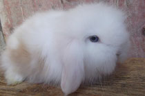 bélier angora abricot et blanc yeux bleus ( NALA X NAPOLEON)