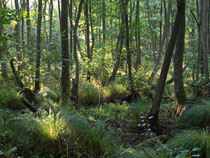Darßer Wald