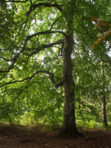 Darßer Wald