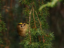 Wintergoldhähnchen