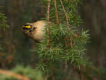 Wintergoldhähnchen