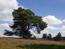 Westruper Heide