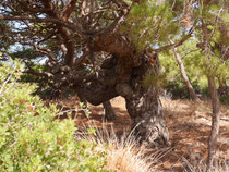 Kiefer auf Karpathos (Griechenland)