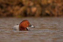 Tafelente ♂