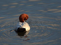 Tafelente ♂