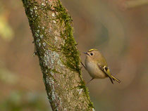 Wintergoldhähnchen