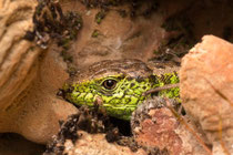 Zauneidechse ♂