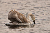 Junger Schwan