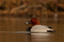 Tafelente ♂