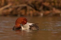 Tafelente ♂