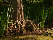 Botanischer Garten Bochum