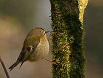 Wintergoldhähnchen