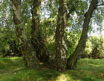 Westruper Heide