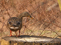 Stockente ♀