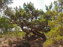 Kiefer auf Karpathos (Griechenland)