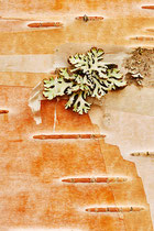Birch Bark, Kolja Orlowsky