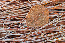 First Ice, Kolja Orlowsky