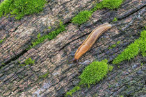 Snailway, Wolfgang Walkowiak