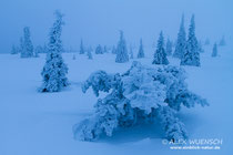 Schneemonster, Alex Wünsch