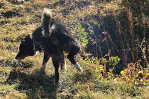 Rax - 06.Oktober 2012 - Hund schreibt was in das Tagesblatt