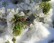 Schneeberg - 25.Oktober 2014_095 - Latschen...