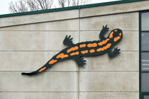 Schneeberg - 25.Oktober 2014_179 - Der Salamander