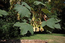 Neunkirchen - Stadtpark - 2013-07-20_-07