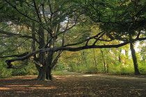 Neunkirchen - Stadtpark - 2013-10-15_34