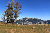 Rax - 06.Oktober 2012 - Schneeberg mit Baum