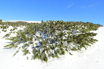 Schneeberg - 25.Oktober 2014_057 - Latschen unter tauenden Schnee.