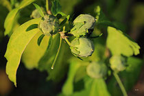 Neunkirchen - Stadtpark - 2013-10-15_18