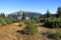 Rax - 06.Oktober 2012 - Schneeberg - lauter kleine Bäumchen