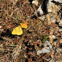 Rax - 06.Oktober 2012 - noch ein Schmetterling