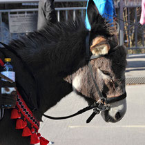 Neunkirchen Faschingsumzug 17.Februar 2015 - Nr.134