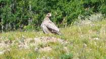 Le fameux salker falcon