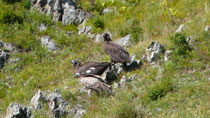 Un vautour griffon avec deux rapaces ... mais lesquels ?