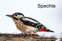 Spechte