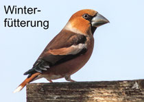 Winterfütterung